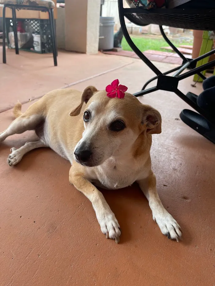 All About Restful Pets 4