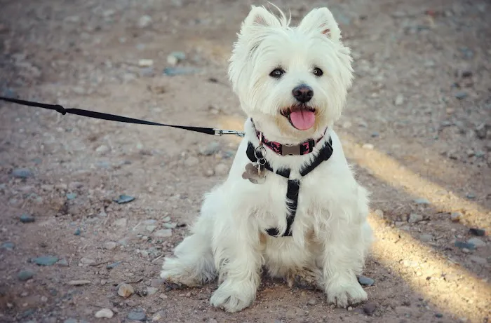 All About Restful Pets 8