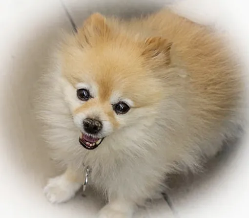 All About Restful Pets 2