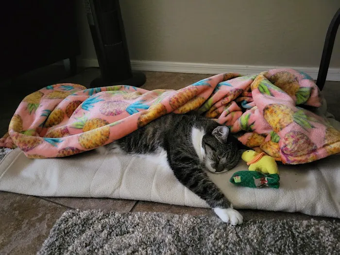 All About Restful Pets 9