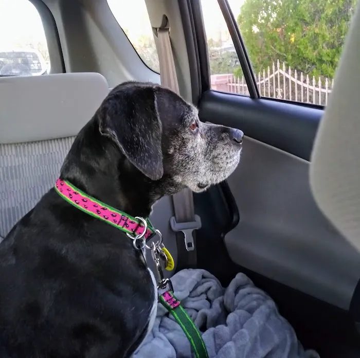 All About Restful Pets 10