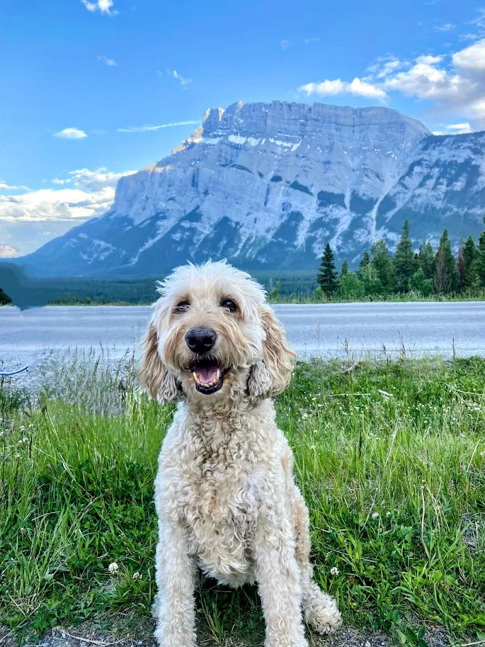 All About Restful Pets 6