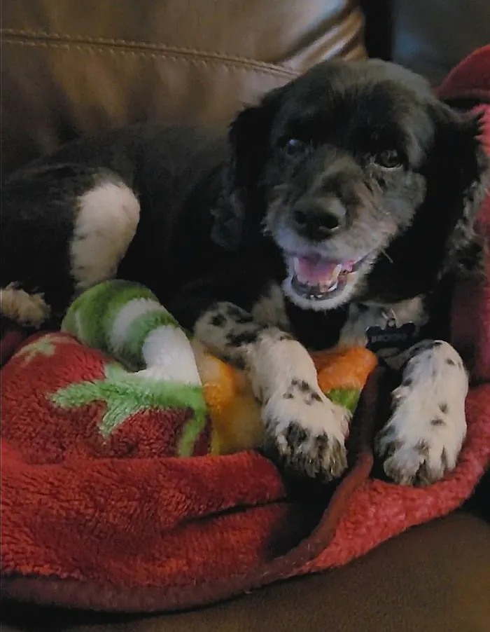 Banfield Pet Hospital 4