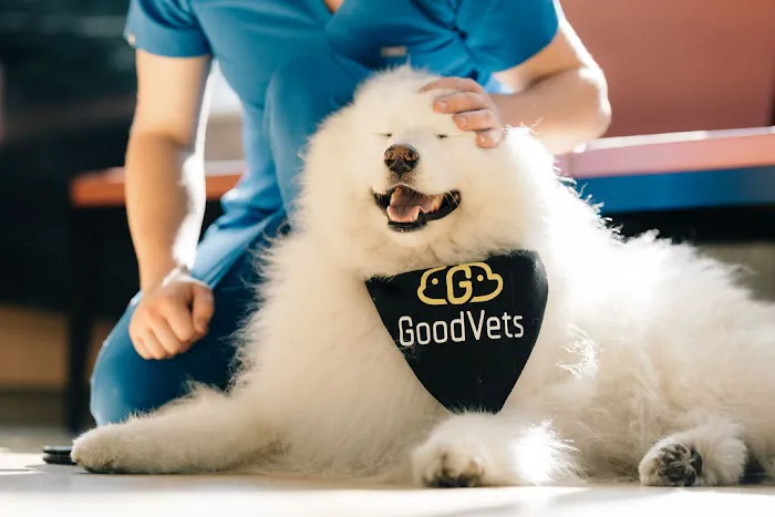 GoodVets Chandler 2