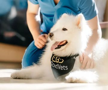 GoodVets Chandler