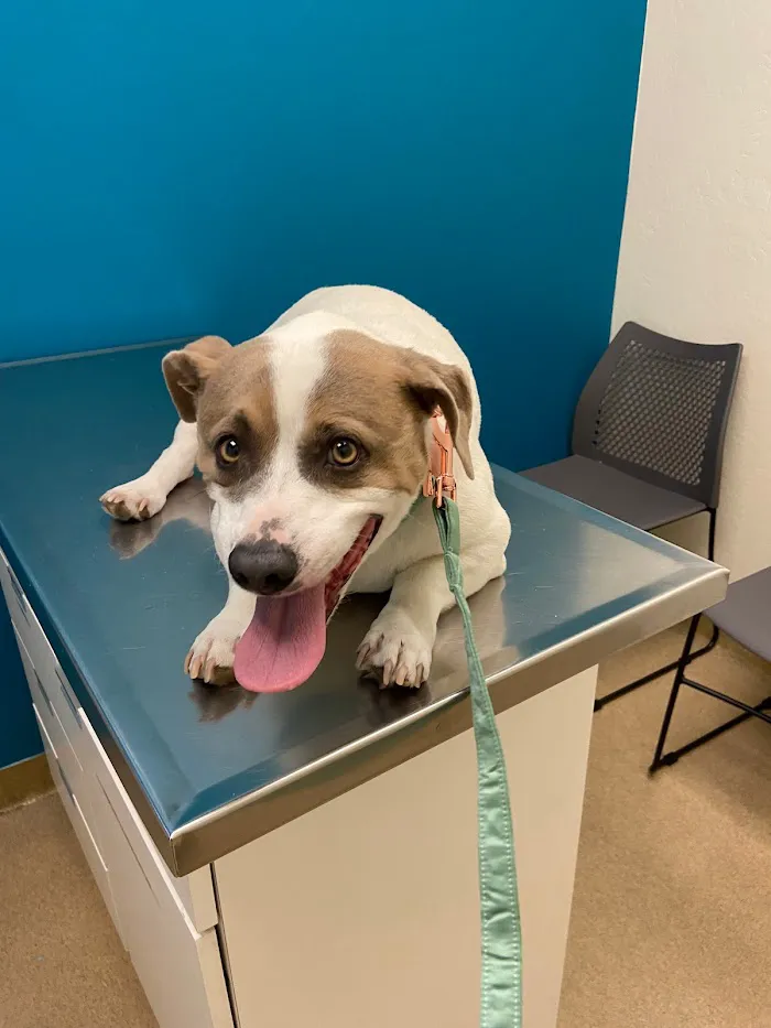 Crossroads Veterinary Hospital 4