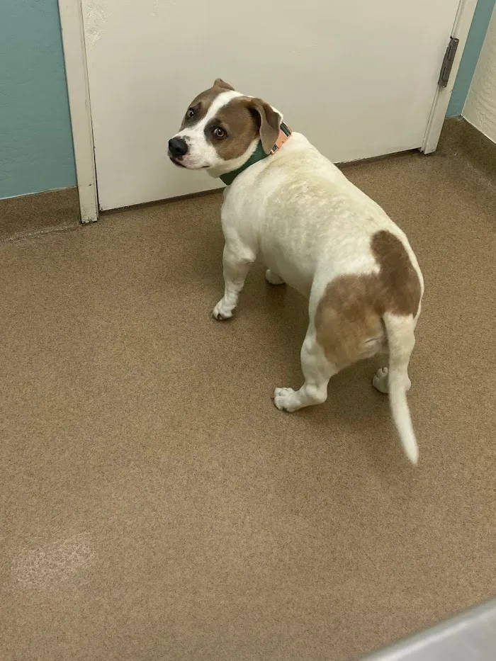 Crossroads Veterinary Hospital 1
