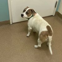 Crossroads Veterinary Hospital ico