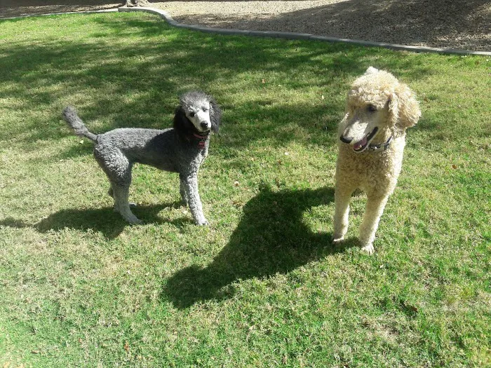 Crossroads Veterinary Hospital 7