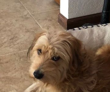 Banfield Pet Hospital