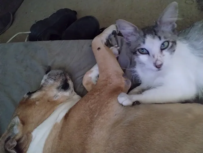 Banfield Pet Hospital 2