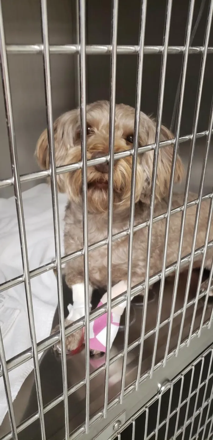 Pride Animal Hospital 12