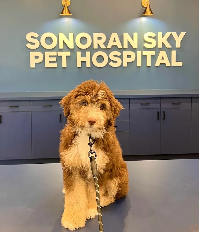 Sonoran Sky Pet Hospital 1