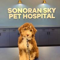 Sonoran Sky Pet Hospital ico