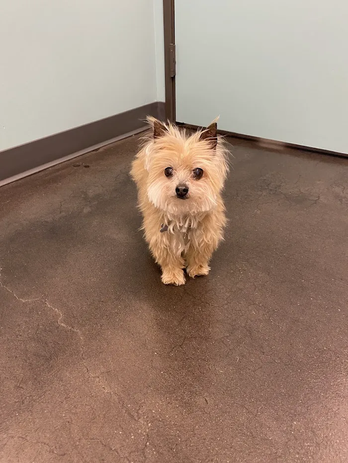 Sonoran Sky Pet Hospital 5
