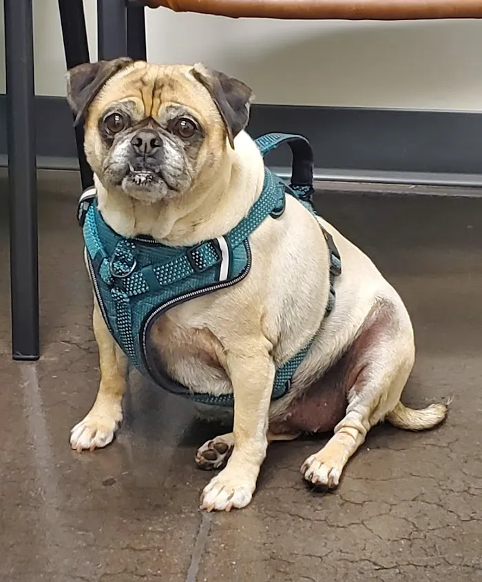 Sonoran Sky Pet Hospital 7