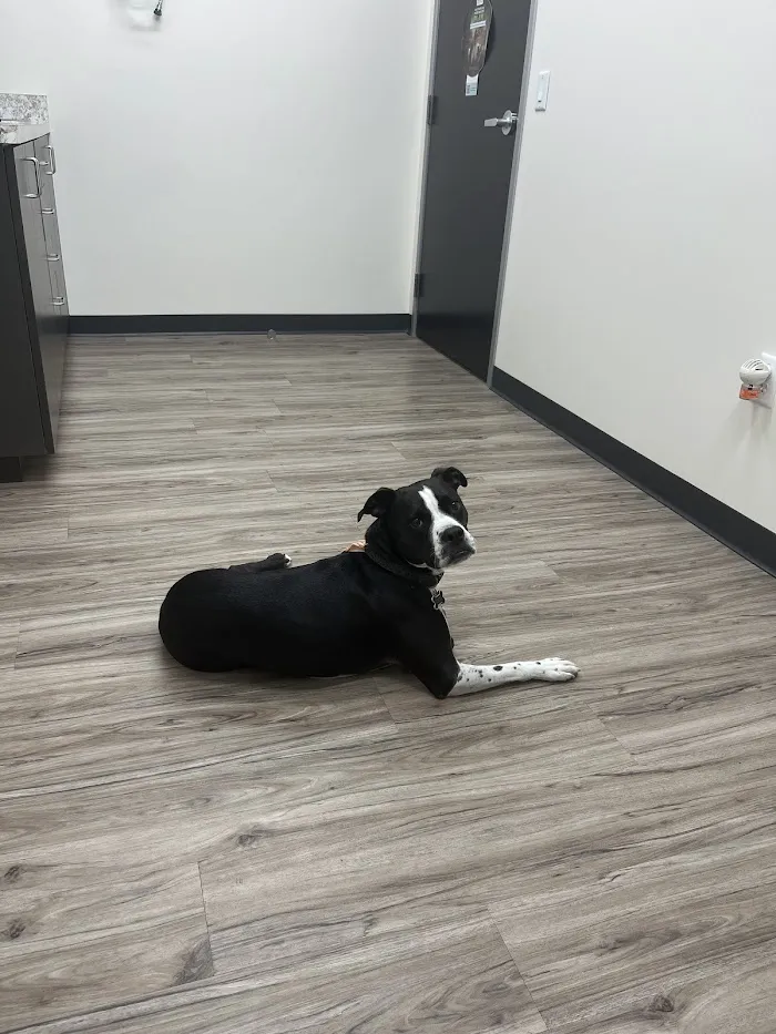 Amethyst Veterinary Clinic 1