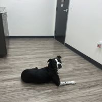 Amethyst Veterinary Clinic ico