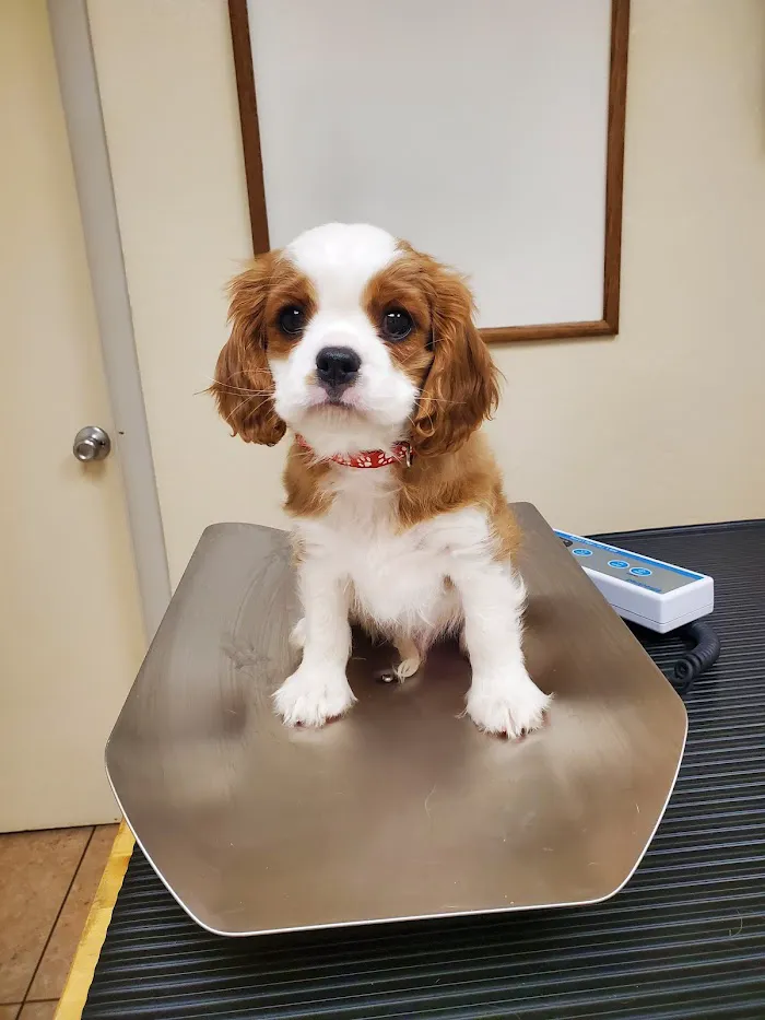 Kennel Care Veterinary Hospital 8