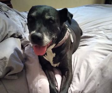 Kennel Care Veterinary Hospital