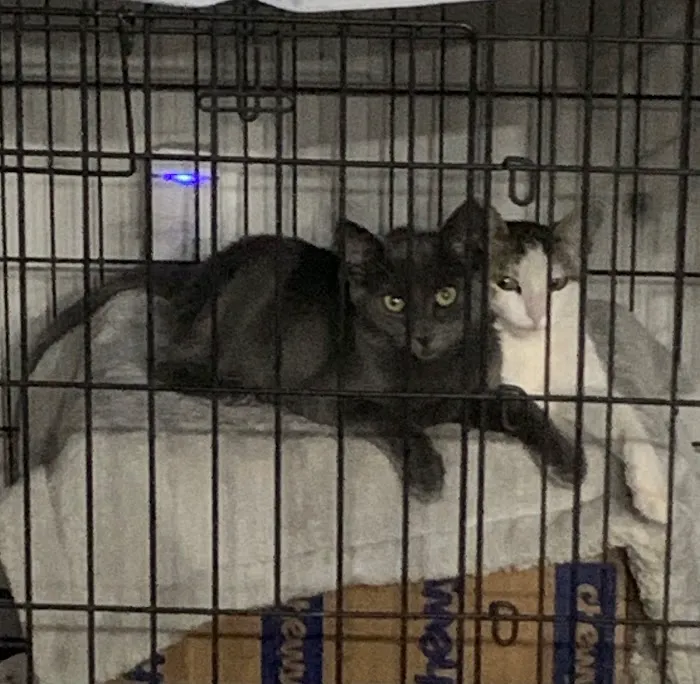 Brookview Animal Wellness Veterinary Hospital & Spay/Neuter Clinic 1