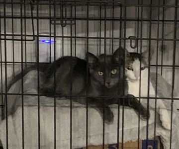 Brookview Animal Wellness Veterinary Hospital & Spay/Neuter Clinic