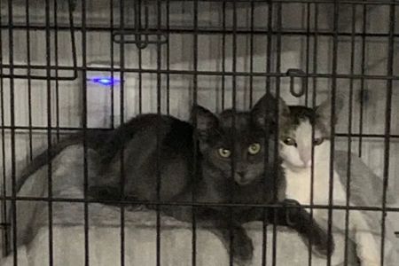Brookview Animal Wellness Veterinary Hospital & Spay/Neuter Clinic