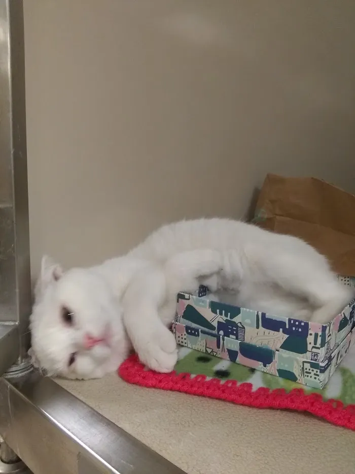 Banfield Pet Hospital 6