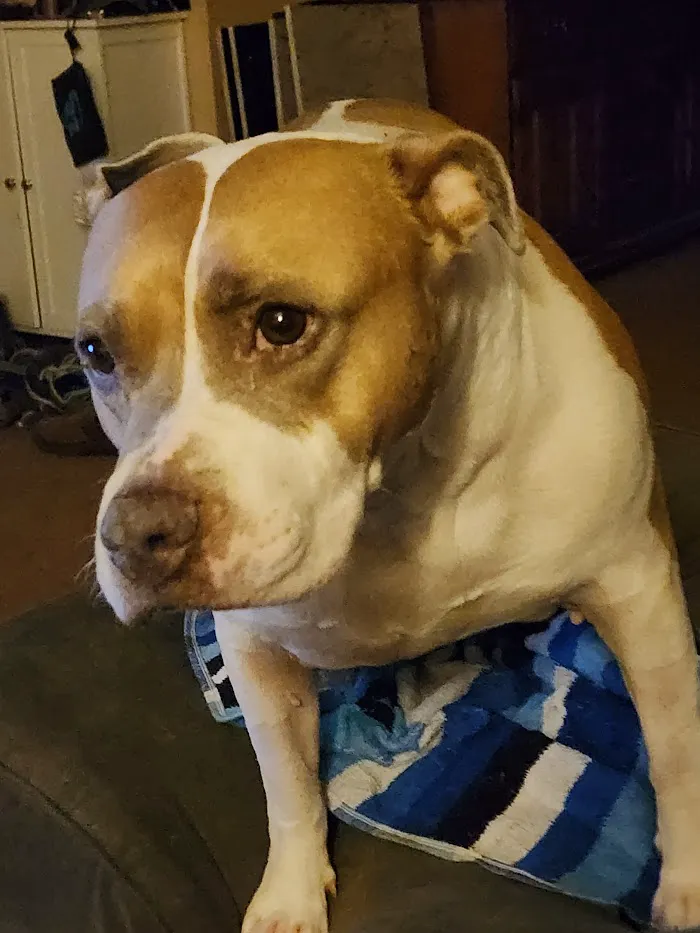 Banfield Pet Hospital 8