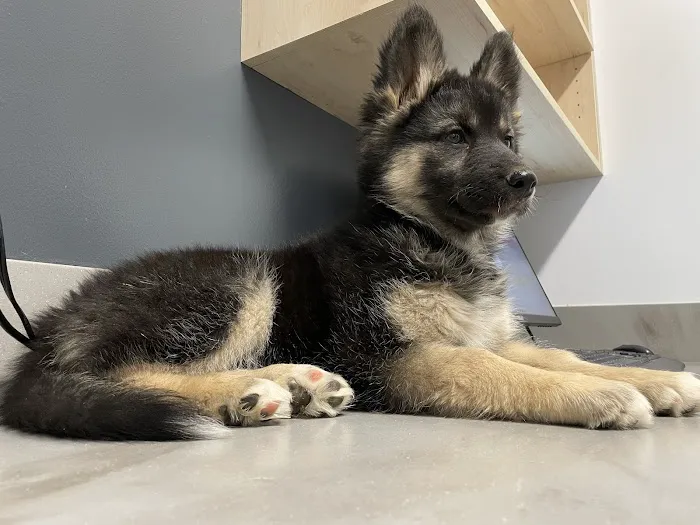 Queen Creek Veterinary Clinic 12