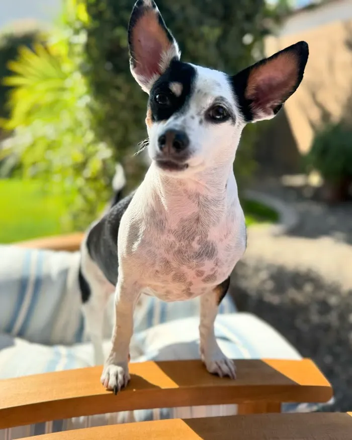 Queen Creek Veterinary Clinic 12
