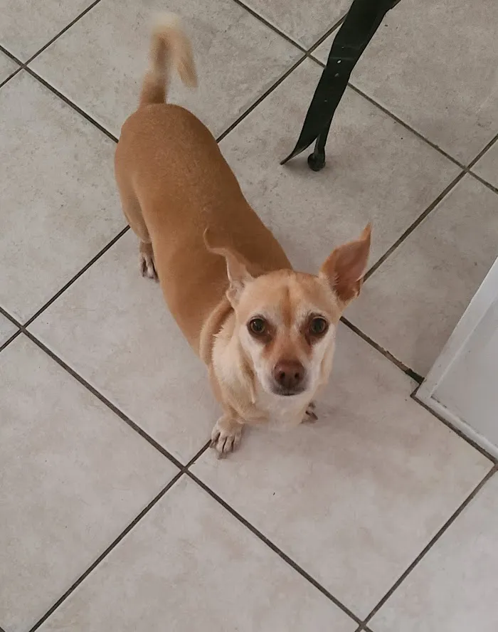 Queen Creek Veterinary Clinic 12
