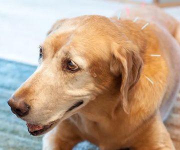 1st Pet Veterinary Centers - Mesa