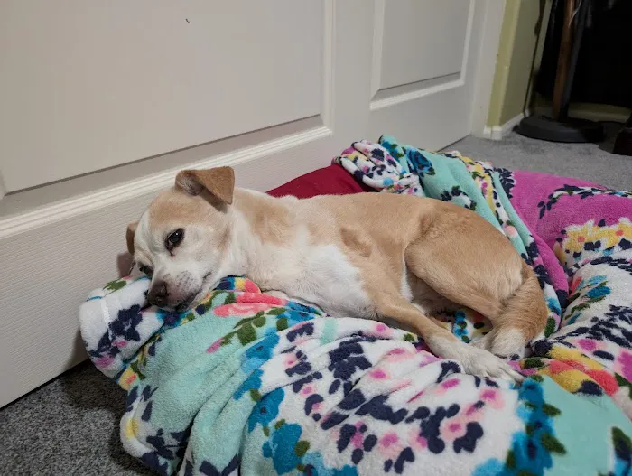 VCA Animal Hospitals Urgent Care - Chandler 4