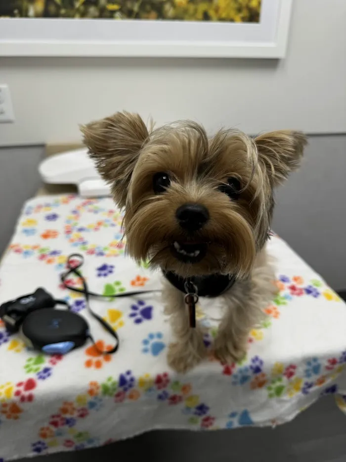 VCA Animal Hospitals Urgent Care - Chandler 3