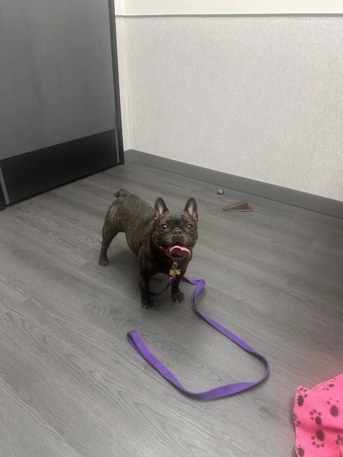 VCA Animal Hospitals Urgent Care - Chandler 8