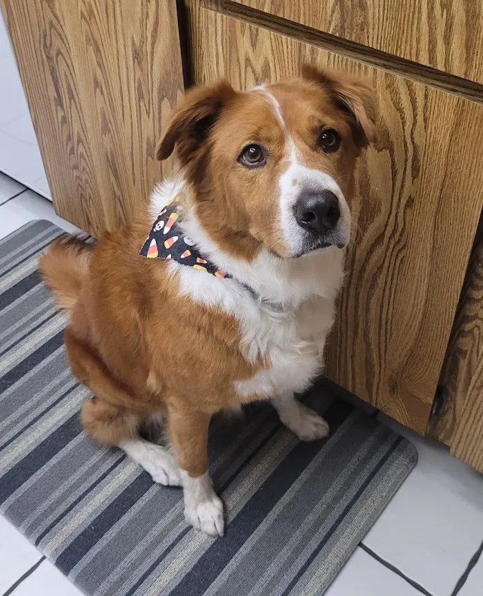 VCA Animal Hospitals Urgent Care - Chandler 7
