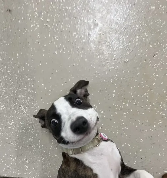 VCA Animal Hospitals Urgent Care - Chandler 9