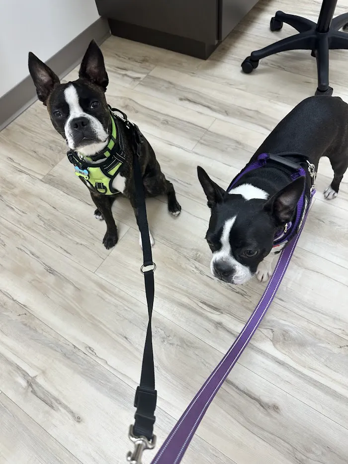 East Valley Urgent Pet Care 12