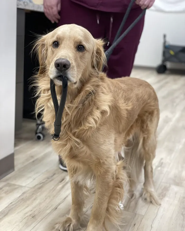 East Valley Urgent Pet Care 12
