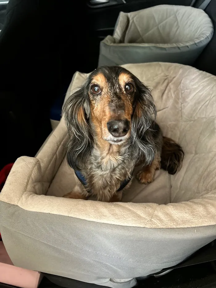 East Valley Urgent Pet Care 12