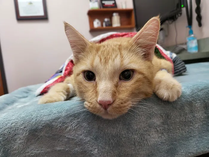 Oasis Animal Hospital 12