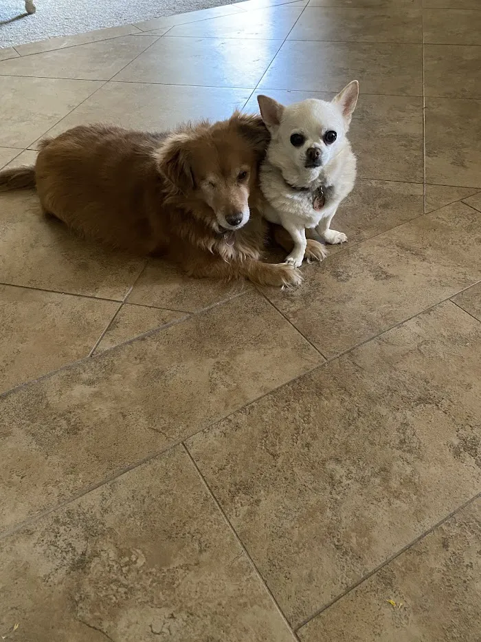 Oasis Animal Hospital 12