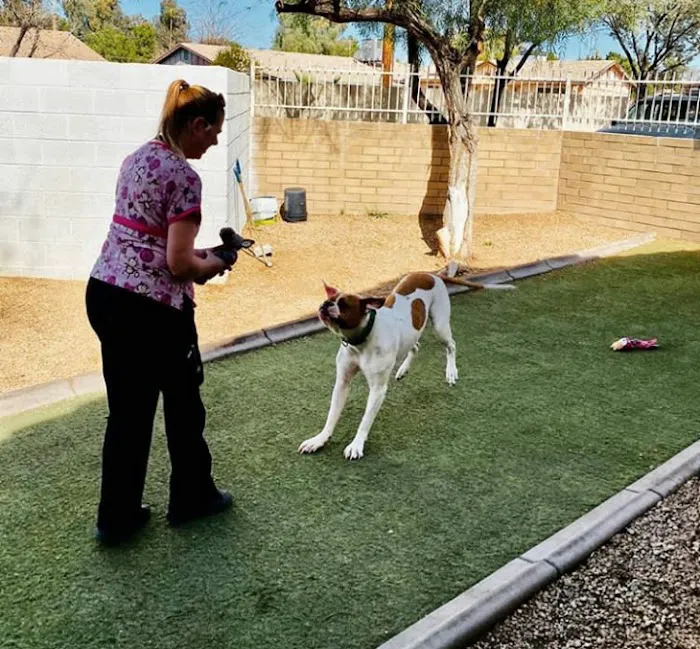 Chandler Small Animal Clinic 12