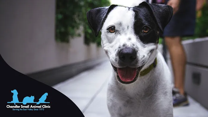 Chandler Small Animal Clinic 12