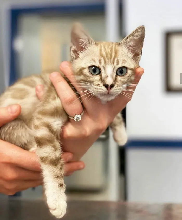 Chandler Small Animal Clinic 12