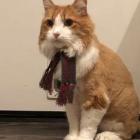 Cornerstone Animal Hospital ico