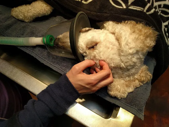 Cornerstone Animal Hospital 12