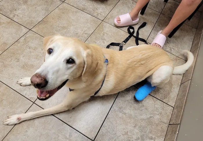 Cornerstone Animal Hospital 12