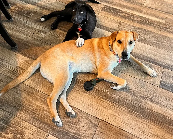 Cornerstone Animal Hospital 12